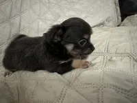 Gypsy girl, a female Chihuahua for sale in Louisa, VA – 2 of 5