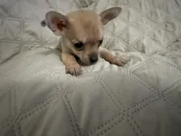 Gypsy boy 2, a male Chihuahua for sale in Louisa, VA – 2 of 4