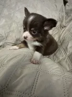 Ivy boy 1, a female Chihuahua for sale in Louisa, VA – 4 of 10
