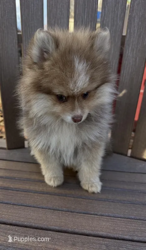 Dreamer – Pomeranian puppy for sale in Louisa, VA