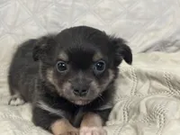 Gypsy girl, a female Chihuahua for sale in Louisa, VA – 4 of 5