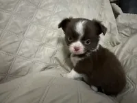 Ivy boy 3, a male Chihuahua for sale in Louisa, VA – 6 of 9