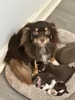 Ivy due, a  Chihuahua for sale in Louisa, VA – 1 of 3