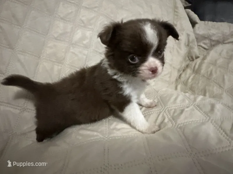 Ivy boy 3 – Chihuahua puppy for sale in Louisa, VA