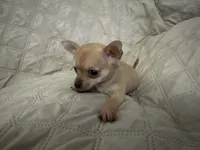 Gypsy boy 2, a male Chihuahua for sale in Louisa, VA – 3 of 4
