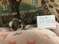 Ivy boy 3, a male Chihuahua for sale in Louisa, VA – 1 of 5