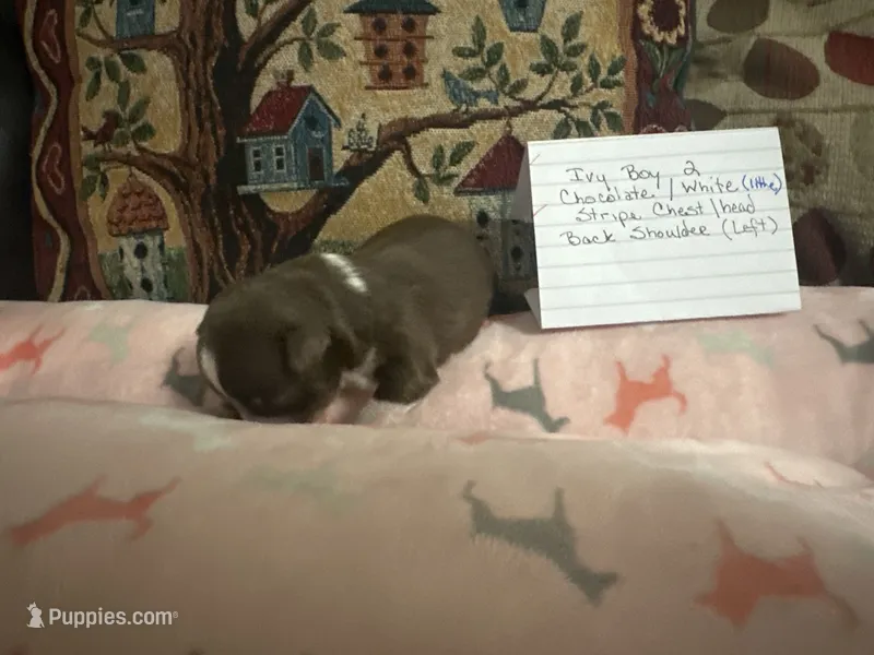 Ivy boy 2 – Chihuahua puppy for sale in Louisa, VA