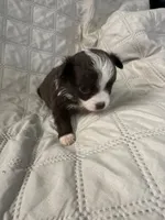 Ivy boy 1, a female Chihuahua for sale in Louisa, VA – 6 of 10