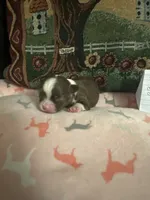 Ivy boy 3, a male Chihuahua for sale in Louisa, VA – 3 of 5