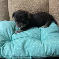 Tequila boy2, a male Chihuahua for sale in Louisa, VA – Photo 4 of 9