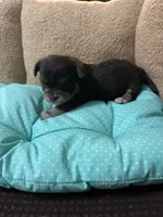 Tequila boy2, a male Chihuahua for sale in Louisa, VA – Photo 1 of 4