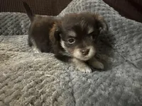 Tequila boy2, a male Chihuahua for sale in Louisa, VA – Photo 5 of 9