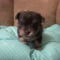 Tequila boy2, a male Chihuahua for sale in Louisa, VA – Photo 9 of 9