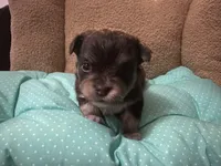 Tequila boy2, a male Chihuahua for sale in Louisa, VA – Photo 4 of 4