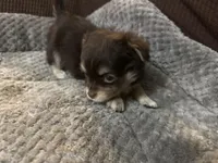 Tequila boy2, a male Chihuahua for sale in Louisa, VA – Photo 8 of 9