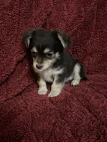 Tequila boy2, a male Chihuahua for sale in Louisa, VA – Photo 6 of 10