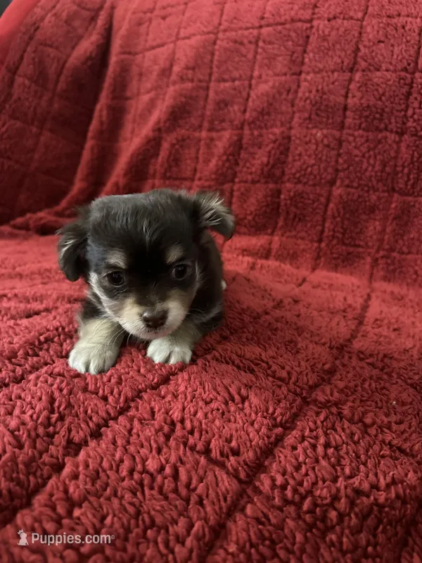Tequila boy2 – Chihuahua puppy for sale in Louisa, VA