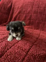 Tequila boy2, a male Chihuahua for sale in Louisa, VA – Photo 1 of 9