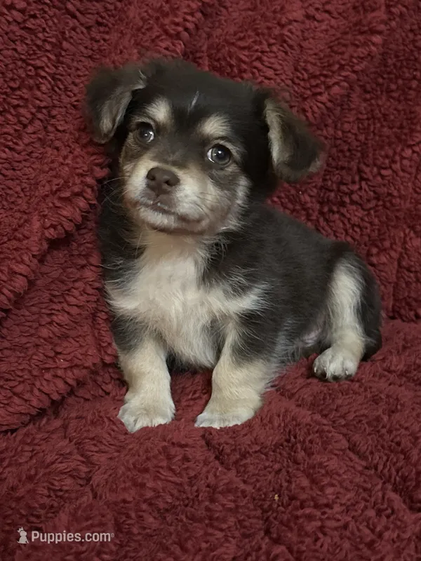 Tequila boy2 – Chihuahua puppy for sale in Louisa, VA