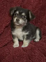 Tequila boy2, a male Chihuahua for sale in Louisa, VA – Photo 1 of 10