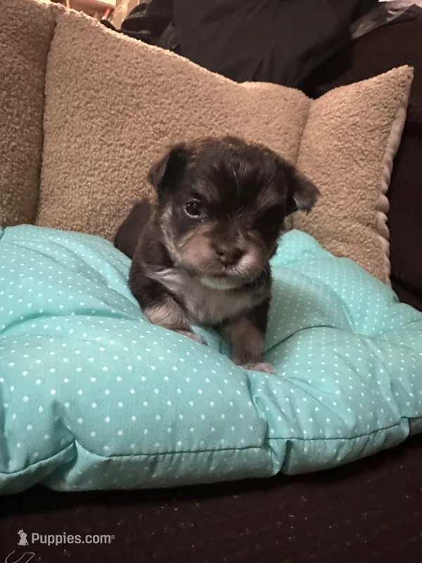 Tequila boy2 – Chihuahua puppy for sale in Louisa, VA