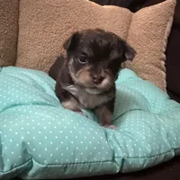 Tequila boy2, a male Chihuahua for sale in Louisa, VA – Photo 3 of 9