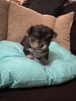 Tequila boy2, a male Chihuahua for sale in Louisa, VA – Photo 3 of 4