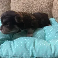 Tequila boy2, a male Chihuahua for sale in Louisa, VA – Photo 6 of 9