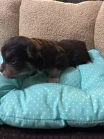 Tequila boy2, a male Chihuahua for sale in Louisa, VA – Photo 2 of 4