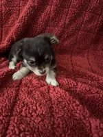 Tequila boy2, a male Chihuahua for sale in Louisa, VA – Photo 2 of 9