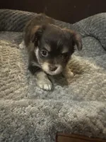 Tequila boy2, a male Chihuahua for sale in Louisa, VA – Photo 7 of 9