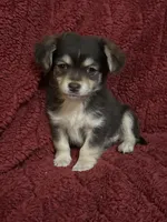 Tequila boy2, a male Chihuahua for sale in Louisa, VA – Photo 2 of 10