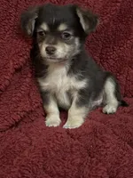 Tequila boy2, a male Chihuahua for sale in Louisa, VA – Photo 5 of 10