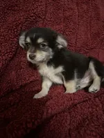 Tequila boy2, a male Chihuahua for sale in Louisa, VA – Photo 3 of 10