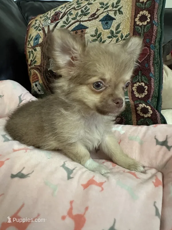 River boy 1 – Chihuahua puppy for sale in Louisa, VA