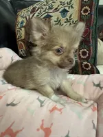River boy 1, a male Chihuahua for sale in Louisa, VA – 1 of 10