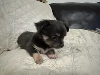 Gypsy girl, a female Chihuahua for sale in Louisa, VA – 5 of 5