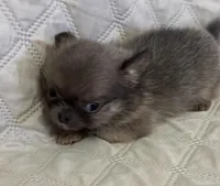 River boy 3, a male Chihuahua for sale in Louisa, VA – Photo 2 of 8