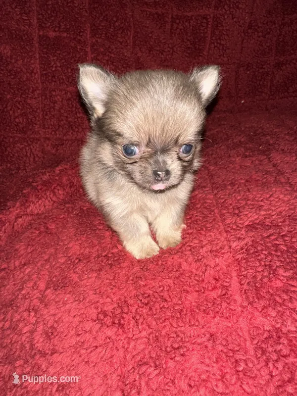 River boy 3 – Chihuahua puppy for sale in Louisa, VA