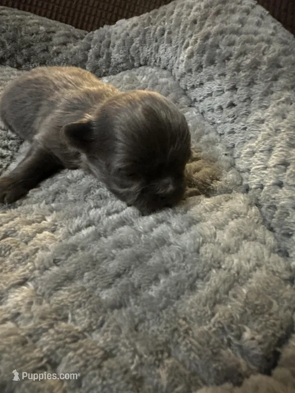 River boy 3 – Chihuahua puppy for sale in Louisa, VA