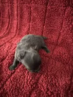 River boy 3, a male Chihuahua for sale in Louisa, VA – Photo 4 of 5