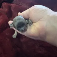 River boy 3, a male Chihuahua for sale in Louisa, VA – Photo 2 of 3