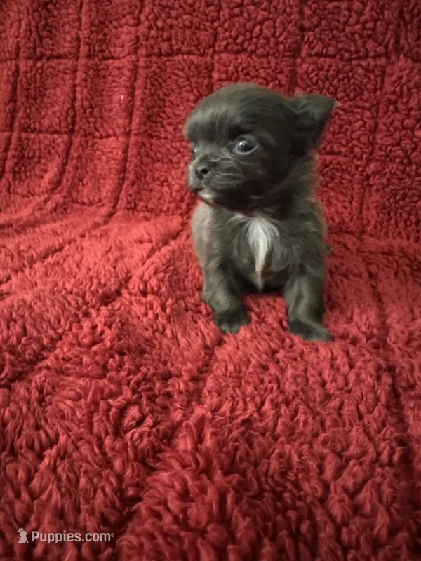 River boy 3 – Chihuahua puppy for sale in Louisa, VA