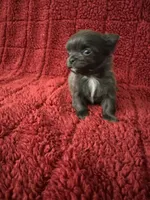 River boy 3, a male Chihuahua for sale in Louisa, VA – Photo 1 of 5