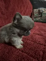 River boy 3, a male Chihuahua for sale in Louisa, VA – Photo 7 of 8