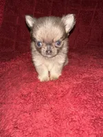 River boy 3, a male Chihuahua for sale in Louisa, VA – Photo 5 of 8