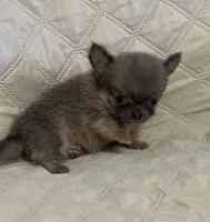 River boy 3, a male Chihuahua for sale in Louisa, VA – Photo 3 of 8