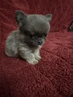 River boy 3, a male Chihuahua for sale in Louisa, VA – Photo 6 of 8