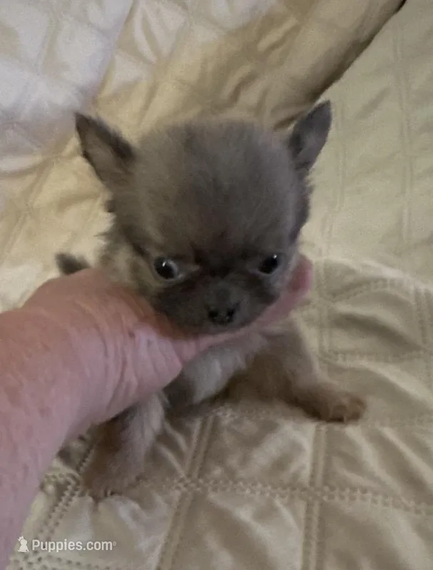 River boy 3 – Chihuahua puppy for sale in Louisa, VA