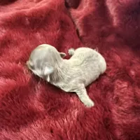 River boy 3, a male Chihuahua for sale in Louisa, VA – Photo 3 of 3